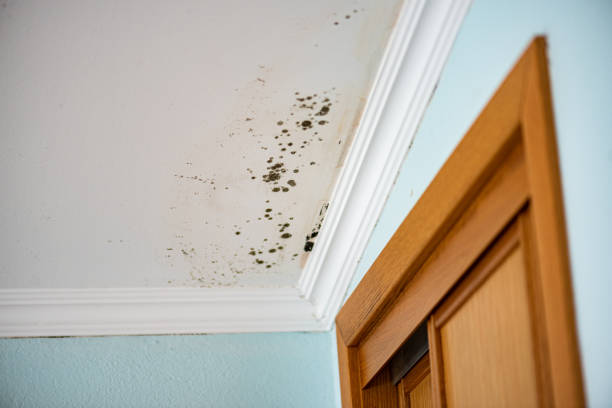Best Crawl Space Mold Removal  in Monette, AR