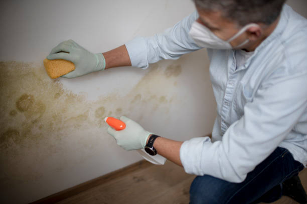 Best Toxic Mold Removal  in Monette, AR