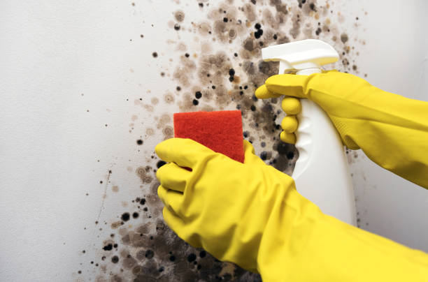 Best Professional Mold Removal  in Monette, AR