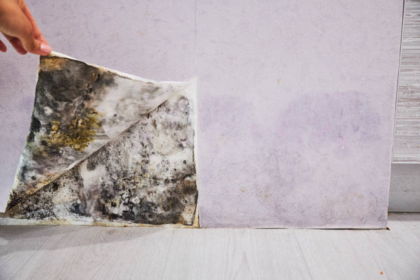 Best Attic Mold Removal  in Monette, AR